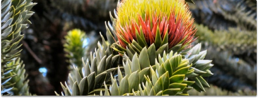 Monkey Puzzle (Araucaria araucaria)